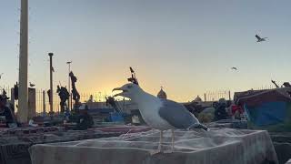 Sunset at Essaouira fishing port [upl. by Haas]