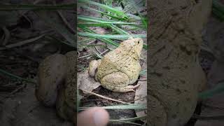 The last jumping frog laughs  funny frog jump  funny video [upl. by Etta]