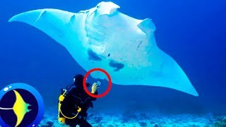 9 Curiosos datos sobre LA MANTARRAYA El Pez 🐠 [upl. by Kienan731]