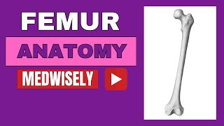 Anatomy of Femur Thigh bone Muscle Attachments femur anatomy thigh fracture movements yt 3d [upl. by Darrel]