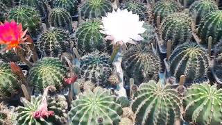 echinopsis cactus lobivia [upl. by Roberts]