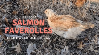 Salmon Faverolles 8WeekOld Chicks [upl. by Carolle]