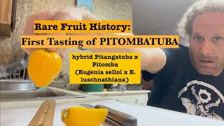 Rare Fruit History First Tasting of Pitombatuba  Hybrid Eugenia Fruit  Pitomba x Pitangatuba [upl. by Ennaeilsel]