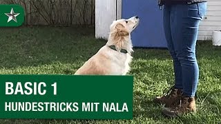 Basic 1 – Hundetricks mit Nala präsentiert von PLATINUM [upl. by Ruosnam14]