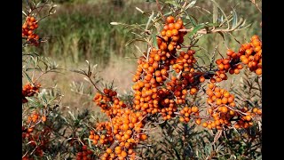 Sea Buckthorn Health Benefits Scientifically Proven Herbal Medicine [upl. by Kola]