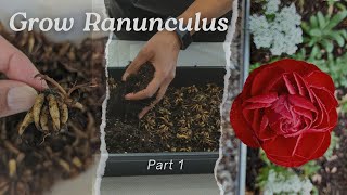 Presprouting Ranunculus For Early Blooms [upl. by Ecneralc]