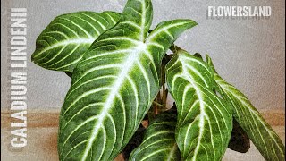 Caladium lindenii  Xanthosoma lindenii  Каладиум Линдена FlowersLand [upl. by Yevol]