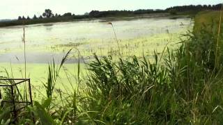 Urban Exploration Wallaceburg Abandoned Overflow Pumphouse [upl. by Ahens]