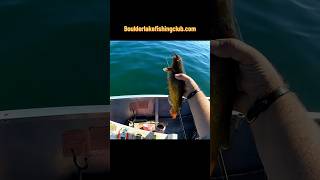 My PB bullhead fishingshorts fishing bullhead personalbest [upl. by Alocin437]