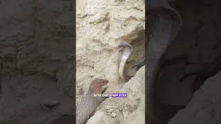 Mongoose vs Cobra WildlifeWonders MongooseVsCobra NatureBattle WildlifeFacts AnimalShowdown [upl. by Stacie]