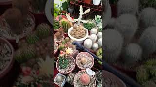 Succulent plant succulents plants cactus propagation homegarden tips care [upl. by Melloney641]