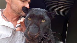 Why Black Leopards Are the BEST  The Lion Whisperer [upl. by Danyelle]