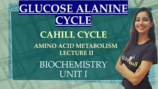 ALANINE GLUCOSE CYCLE I CAHILL CYCLE I Amino Acid Metabolism Lecture 2 I Biochemistry I Unit 1 [upl. by Hakon]