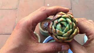 REPOTTING 34 YEAR OLD SUCCULENTS  SUCCULENT CARE TIPS [upl. by Seena]