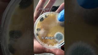 Growing microbes from the gym on homemade agar plates part 3 [upl. by Alexi]