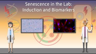 Senescence in the Lab Induction and Biomarkers [upl. by Airamat]