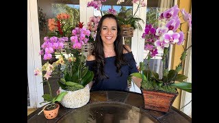 How to Care for Your Phalaenopsis Orchid  Orchid Care for Beginners  Orchid Diva [upl. by Ursulina]