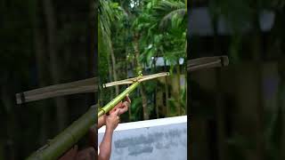 Bamboo creation of cross Bow bamboo archery bambooshoot diy bamboogun [upl. by Samot]