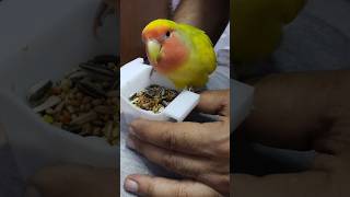 Love birds tamil song birds shorts tamil [upl. by Targett]