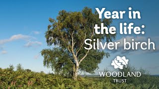 A Year in the Life of a Silver Birch [upl. by Rhiamon]