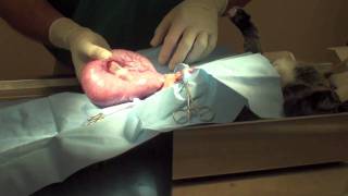 Cat Pyometra [upl. by Imis163]