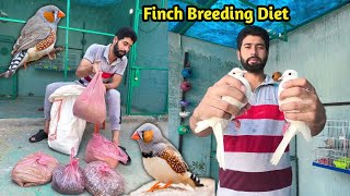 zebra finches diet  white dove ko master cage main chor diya btair b master cage main [upl. by Drahnreb]