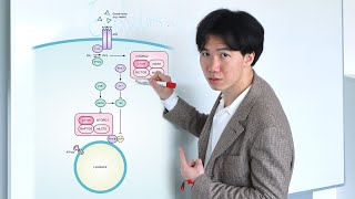 Drawing Gprotein coupled receptor pathway [upl. by Sherborn]