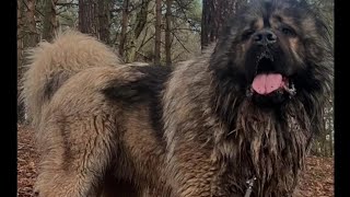 DANGEROUS CAUCASIAN SHEPHERDS🛑 [upl. by Alida]