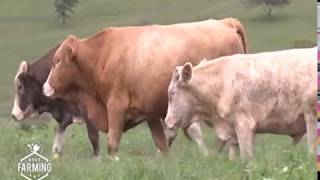 Fleckvieh Why Most farmers want this cow  Part 2 [upl. by Oigufer]