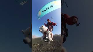 Dog Loves to go Paragliding oukasam [upl. by Ztnarf]