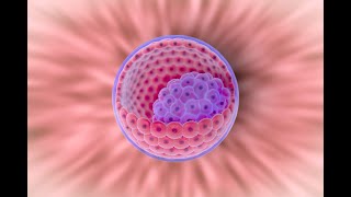 Primeira semana do desenvolvimento  da fertilização ao blastocisto [upl. by Primaveria]