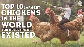 10 Largest Chickens in the World You Never Knew ExistedMust Watch [upl. by Avehs]