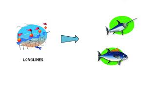 FAIRSEA Fishing in the Adriatic food web [upl. by Odnomyar]