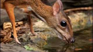 ♪鳥くん哺乳類動画（タイ）マメジカ水飲み Mouthdeer Chevrotain [upl. by Trefler251]