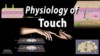 Physiology of Touch Receptors and Pathways Animation [upl. by Repsihw]