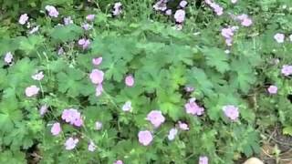 Geranium Mavis Simpson  Mavis Simpson Cranesbill [upl. by Htepsle]