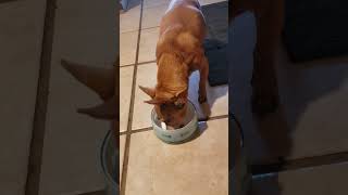 Old Reggie eating eggs dogs cute shorts viralvideo video funny animals [upl. by Yurt]