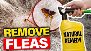 Flea Free Forever 4 Natural Methods To Stop Fleas NOW [upl. by Marijn89]