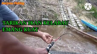 TERNYATA IKAN KELABAU JUGA MAU MAKAN JANGKRIK [upl. by Shaefer]