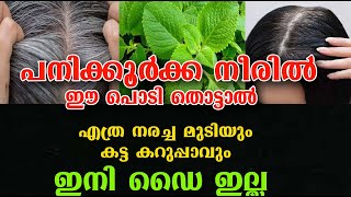 70 തിലും മുടി നരക്കില്ല ഈ ഇല തൊട്ടാൽ hair care Bhringrajmedicil plant poppy vlogsmalayalam [upl. by Anihs554]