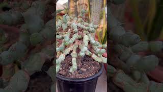 Euphorbia Clivicola On Graft from My Plants Collection [upl. by Anaujit]