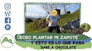 Cómo y dónde plantar un árbol de chocolate el zapote negro  LdN [upl. by Grote]