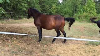 MRM Black Magic  Pasture Breeding  Courting a Mare  Morgan horse [upl. by Khudari]