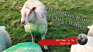 NOW THE CHAROLLAIS RAM GETS HIS CHANCE [upl. by Beryle]