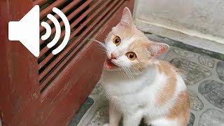 FEMALE CAT IN HEAT MEOWING MATE CALLING  PRANK YOUR PET [upl. by Heyra]