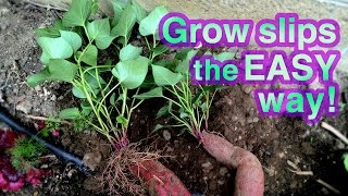 How to Grow Sweet Potato Successfully  Its Super EASY [upl. by Colston]