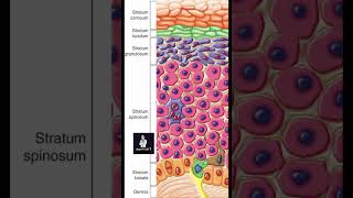 Epidermis [upl. by Notaes]