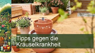 Pfirsich Tipps gegen Kräuselkrankheit [upl. by Damour]