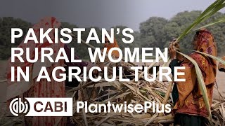 The role of rural women in agriculture in Pakistan [upl. by Ardnaed205]