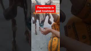 Pneumonia in goat treatmentdyspneaanimal treatment animalsgoatveterinary medicine vet surgery [upl. by Gaeta935]